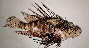 İnsanlık, tarihte ilk kez bir denizin değişimine tanıklık ediyor: Akdeniz tropikleşiyor