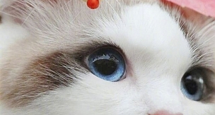 Kedi, köpek dostlarımızla ilgili doğru bildiğimiz yanlışlar!