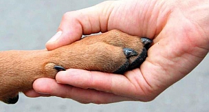 Hayvanlarla ilgili yasaklar 