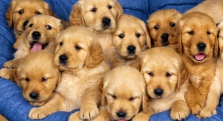 En sadık dostlarımız,köpeklerin bilinmez özellikleri