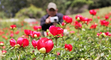 Çiçek açan şakayıkları koparan yandı: Cezası 244 bin 315 TL