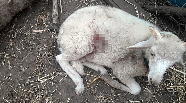 Aydın’da başıboş köpekler çobanların korkulu rüyası oldu