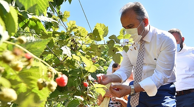 Ahududu’nun yüzde 96.7’si Bursa’dan