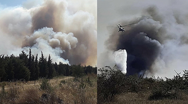 Edirne'de orman yangını