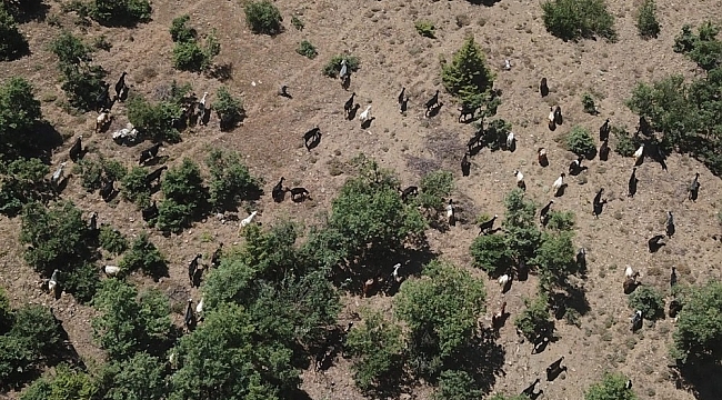 Jandarma sahibinin uyuyup kaybettiği 93 keçiyi drone ile buldu