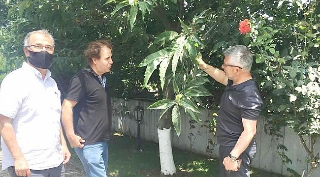 Kardelen'den Karadeniz’de kestane üretimine destek
