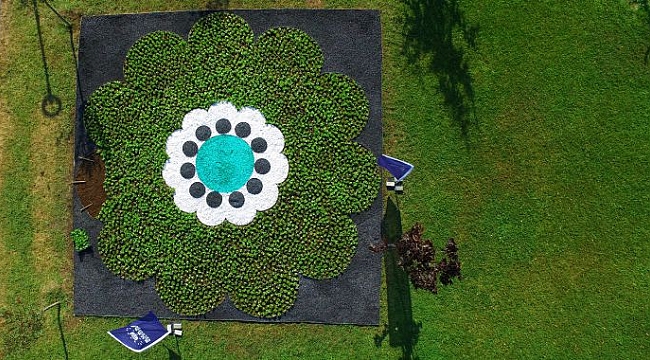 Srebrenica Çiçeği yeniden hayat buluyor