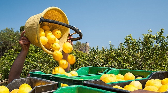 Limon ihracatında ön izin şartı kaldırıldı