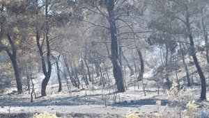 Manisa'daki orman yangını kontrol altında