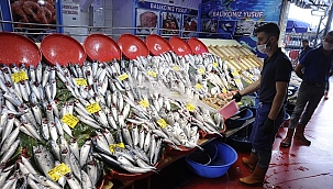 Palamut bolluğu yaşanıyor