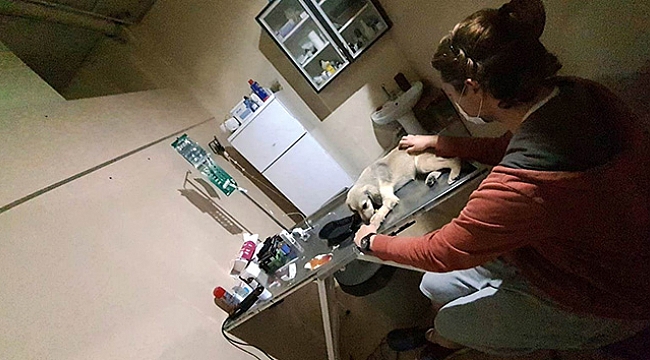 16 köpeği zehirleyerek öldürdüler...