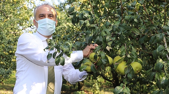 Armut bahçelerinde hasat bereketi