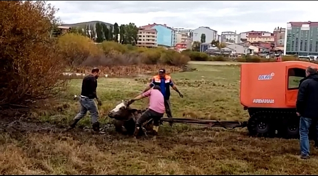 Bataklığa saplanan inek böyle kurtarıldı