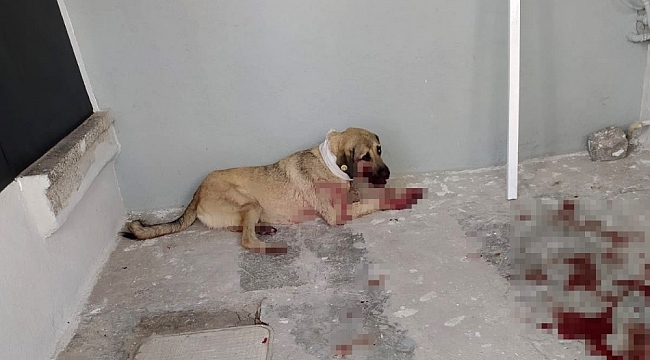 Hayvanları Koruma Günü'nde sokak köpeğini vurdu
