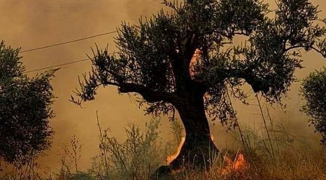 Suriye'de orman yangını devam ediyor