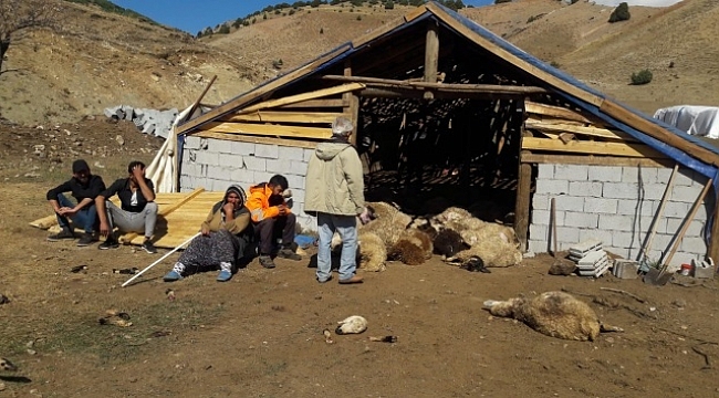 Tunceli'de ayılar, 70 koyunu telef etti