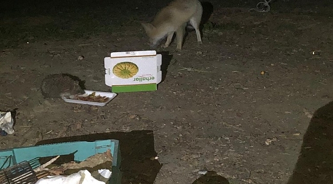 'Minnoş' adını verdiği tilkiyi yiyecekle kendine alıştırdı