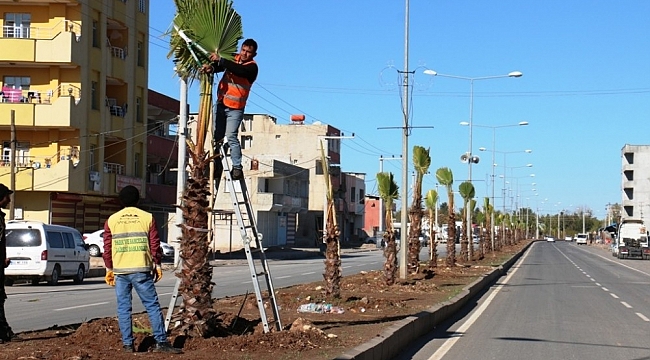 Akçakale'de yeşil alan seferberliği
