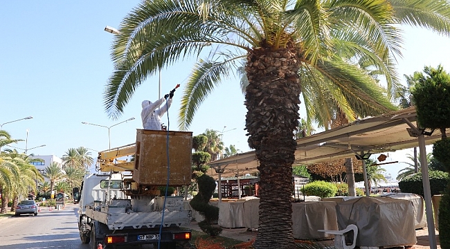Alanya'da palmiye böceği için ilaçlama başladı