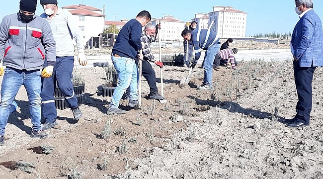 Altıntaş'ta 4 bin adet lavanta dikildi