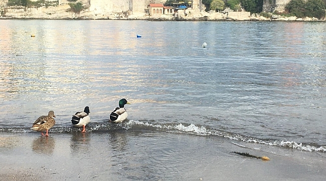 Amasra'nın ziyaretçileri ördek sürüleri