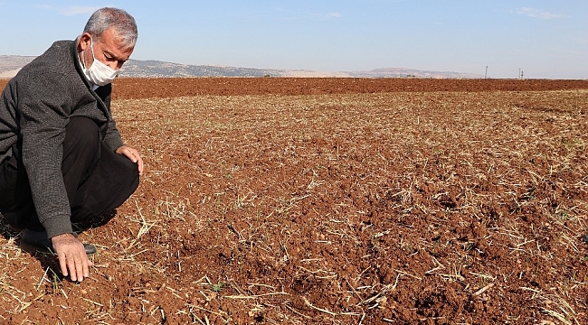 Araban ovasında makarnalık sert buğday ekimine başlandı