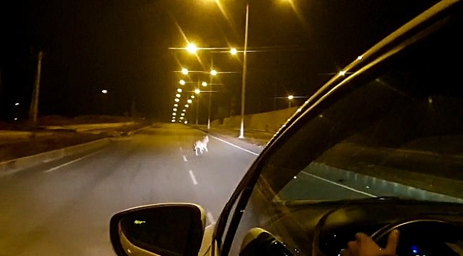 Ardahan'da kurt şehir merkezine indi