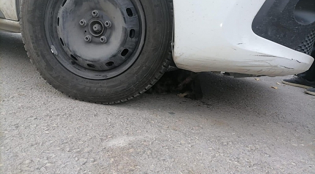 Ayağı araç motoruna sıkışan kedi kurtarıldı