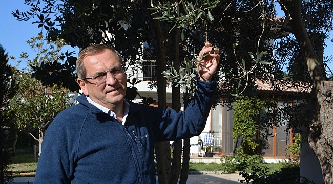Ayvalık Zeytinyağı'nı taklit eden tağşişli markalarla savaş başladı