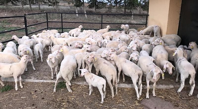 BAÜN, Veteriner Fakültesiyle Bölge Hayvancılığına Güç Katıyor