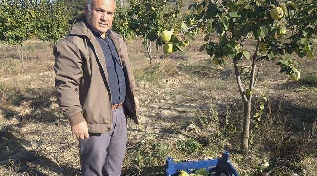 Buldan'da ayva hasadı başladı