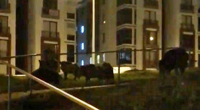 Bursa'da aç domuzlar şehire indi