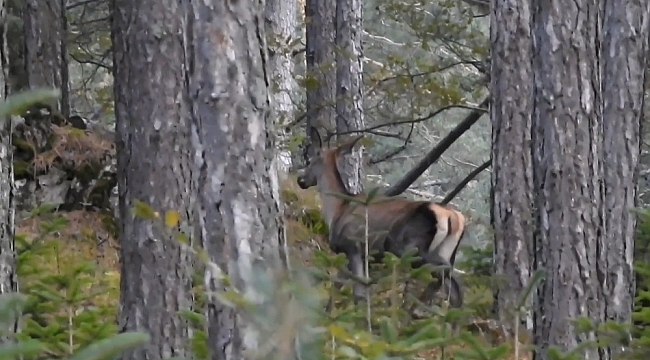 Bursa'da belgesellik görüntüler