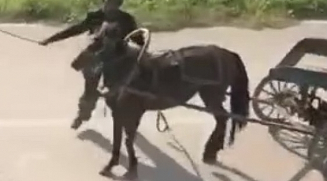 Bursa'da dehşet...Yükü çekmeyen atı böyle kırbaçladı