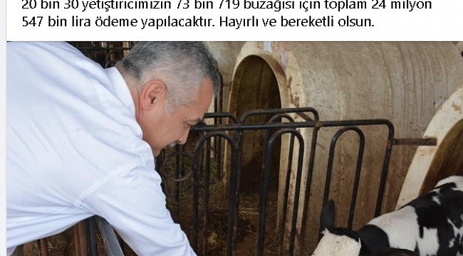Buzağı destek ödemeleri yarın başlıyor