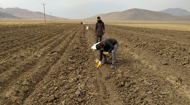 Çaldıran Belediyesinin ektiği patatesin hasadına başlandı