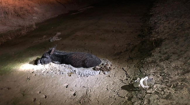 Çamura saplanan eşeği itfaiye kurtardı