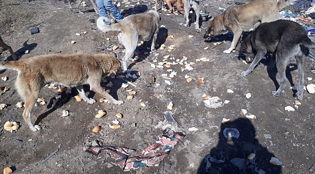 Çöpten topladıkları bayat ekmekleri sahipsiz köpeklere aş ediyorlar