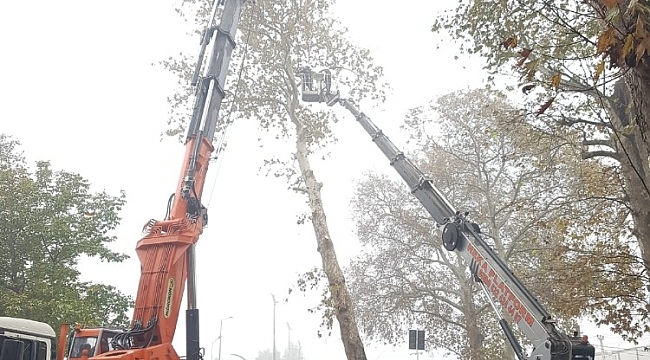 Çuhane Caddesi'nde risk teşkil eden Çınarlar kaldırılıyor
