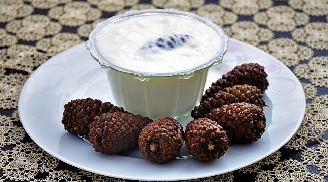 Dağdan topladığı çam kozalaklarıyla yoğurt yapıyor