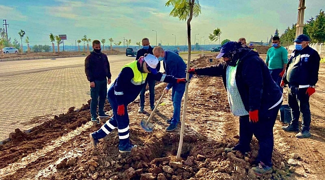 Didim Jakaranda ağaçları ile güzelleşiyor
