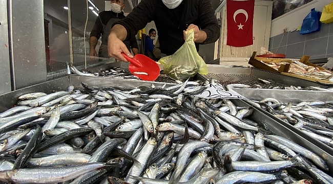 Düzce'de hamsi fiyatları 20 liraya kadar geriledi