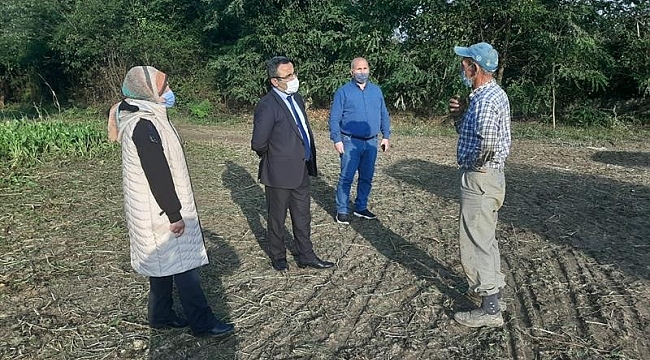 Düzce'de şeker pancarının dikim alanı genişledi