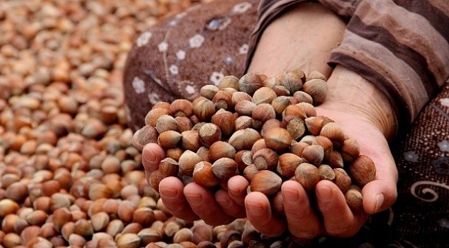Giresun'da fındık fiyatları 24 liraya düştü