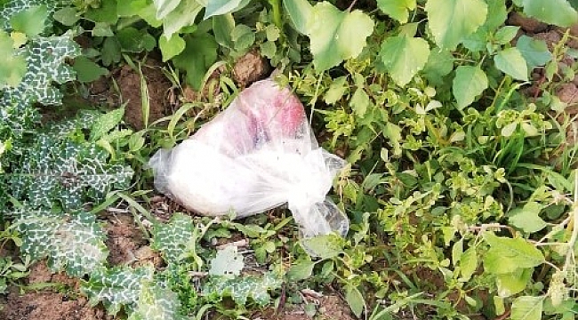 Hatay'da tarlada uyuşturucu ele geçirildi