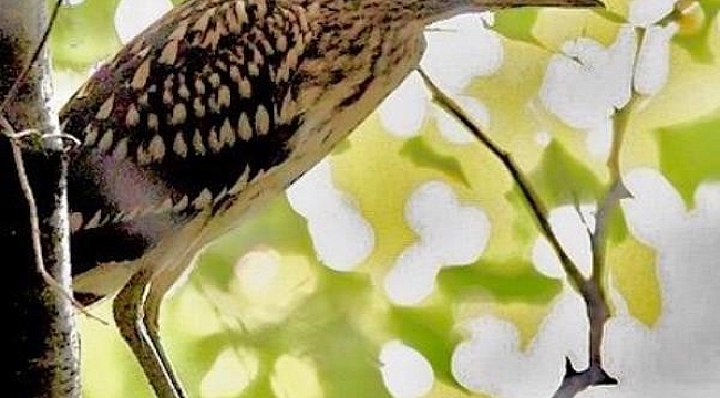 Hersek Lagünü'nde kuş türü 230'a çıktı