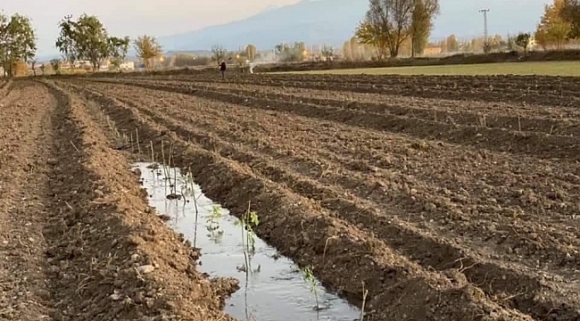 Iğdır'da aromatik bitki yetiştiriciliği başladı