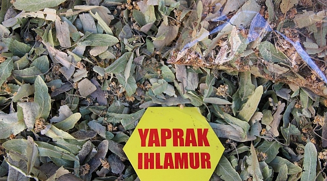 Ihlamur fiyatları altınla yarışıyor, vatandaş gramla alıyor