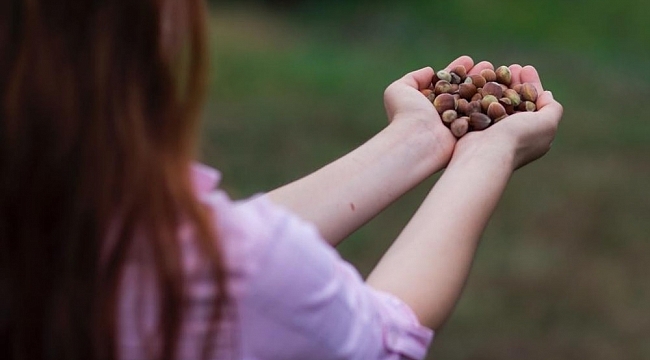 ILO-Ferrero ortaklığı Türkiye'de fındık hasadında çocuk işçiliğini ortadan kaldırmayı hedefliyor