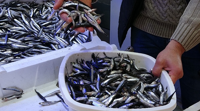 Karadeniz hamsisine yoğun ilgi